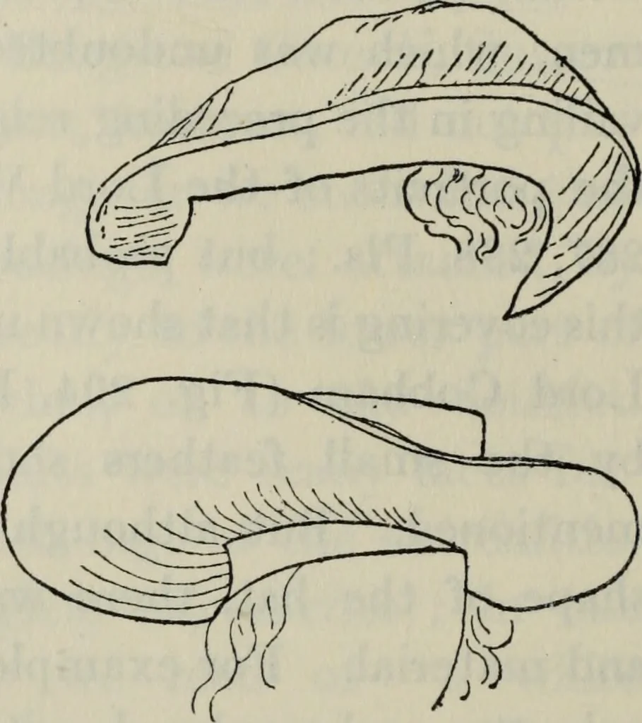 An illustration from British costume during XIX centuries (civil and ecclesiastical), 1910, leaf 353