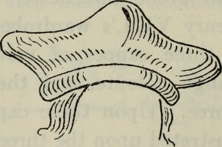 An illustration from British costume during XIX centuries (civil and ecclesiastical), 1910, leaf 353