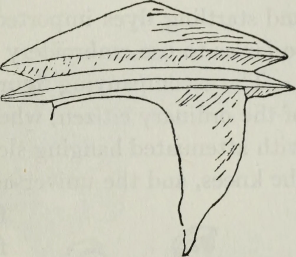 An illustration from British costume during XIX centuries (civil and ecclesiastical), 1910, leaf 354