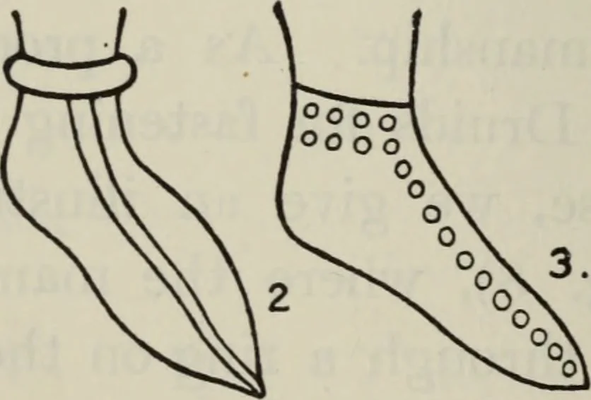 An illustration from British costume during XIX centuries (civil and ecclesiastical), 1910, leaf 37