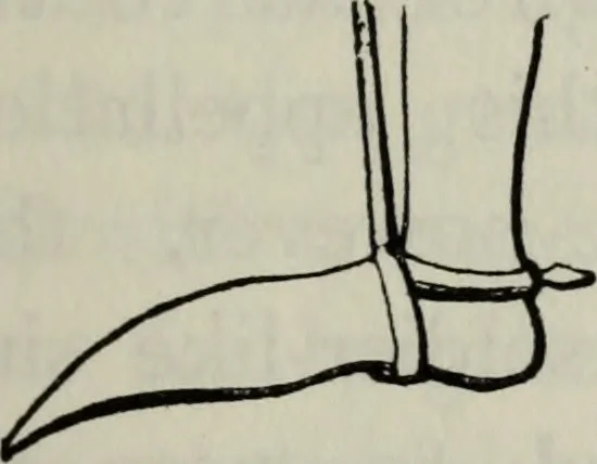 An illustration from British costume during XIX centuries (civil and ecclesiastical), 1910, leaf 72
