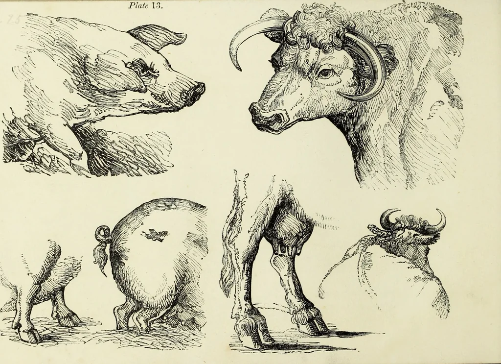 An illustration from The British drawing-book : or, the art of drawing with accuracy and beauty, containing a series of progressive lessons on drawing landscape scenery, marine views, architecture, animals, the human figure, &c. &c. also, a complete system of practical perspective, illustrated with numerous practical subjects, 1845, leaf 49