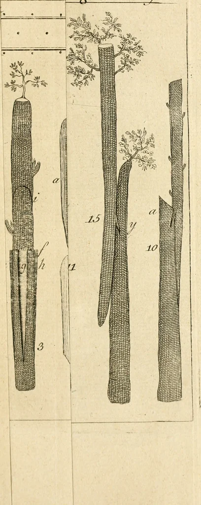 An illustration from The British gardener's new director : chiefly adapted to the climate of the northern counties: directing the necessary works in the kitchen, fruit and pleasure gardens, and in the nursery, greenhouse, and stove ..., 1771, leaf 90