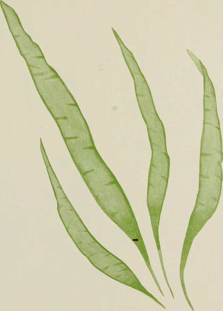 An illustration from Brush work for kindergarten and primary schools, 1896, leaf 48