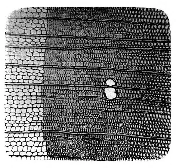 An illustration from BSTJ 3: 1. January 1924: Photomicrography and Technical Microscopy in Its Application to Telephone Apparatus. (Lucas, Francis F.), 1924, leaf 17