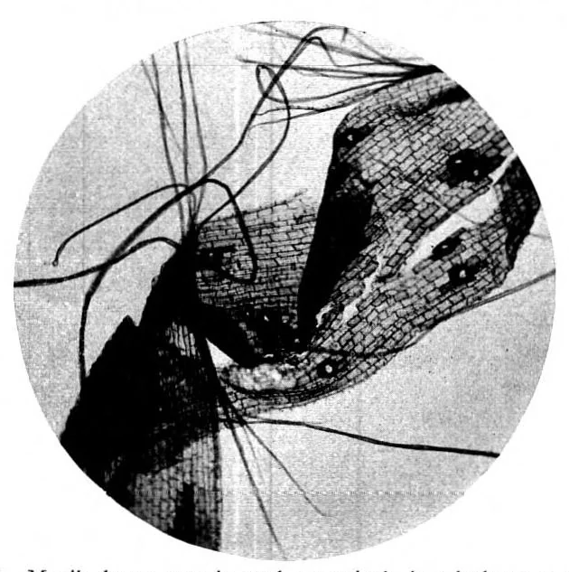 An illustration from BSTJ 3: 1. January 1924: Photomicrography and Technical Microscopy in Its Application to Telephone Apparatus. (Lucas, Francis F.), 1924, leaf 43