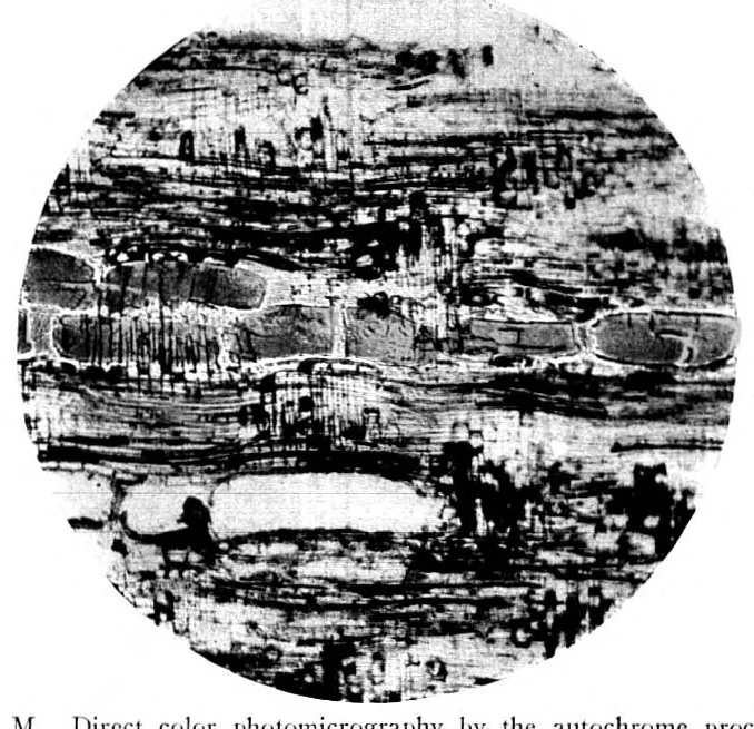 An illustration from BSTJ 3: 1. January 1924: Photomicrography and Technical Microscopy in Its Application to Telephone Apparatus. (Lucas, Francis F.), 1924, leaf 49