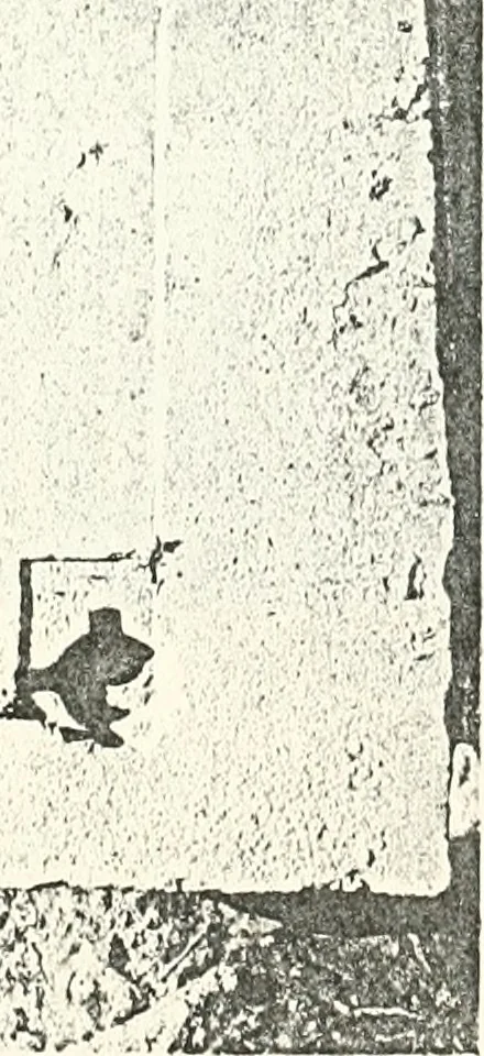 An illustration from Bubastis (1887-1889), 1891, leaf 134