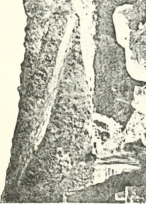 An illustration from Bubastis (1887-1889), 1891, leaf 94