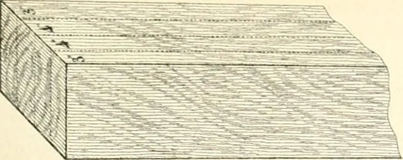 An illustration from The builder's practical director; or, Buildings for all classes, containing plans, sections and elevations for the erection of cottages, villas, farm buildings, dispensaries, public schools, &c., with detailed estimates, quantities, prices, &c. .., 1855, leaf 58