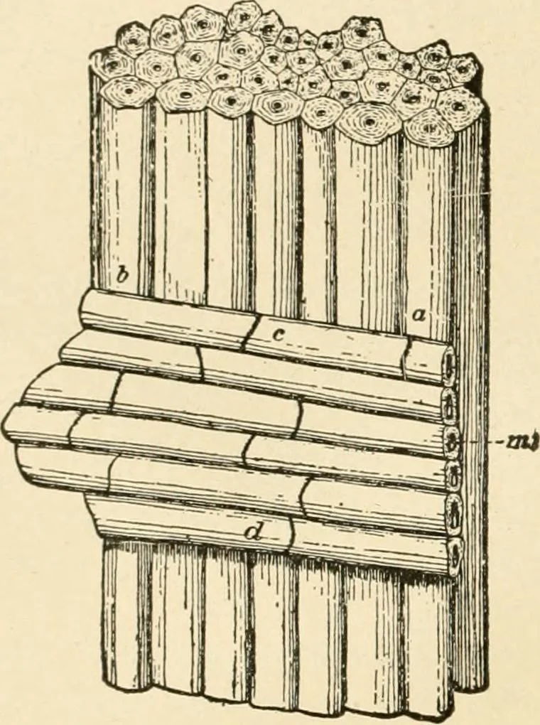 An illustration from Building construction and superintendence, by F.E. Kidder ..., 1896, leaf 13