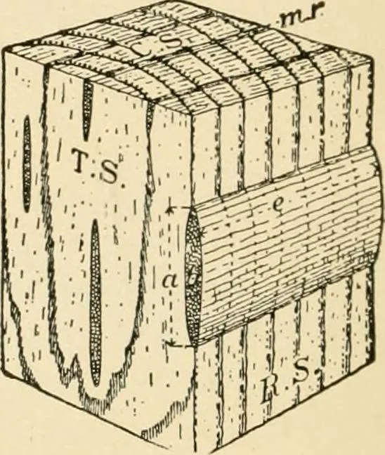 An illustration from Building construction and superintendence, by F.E. Kidder ..., 1896, leaf 13