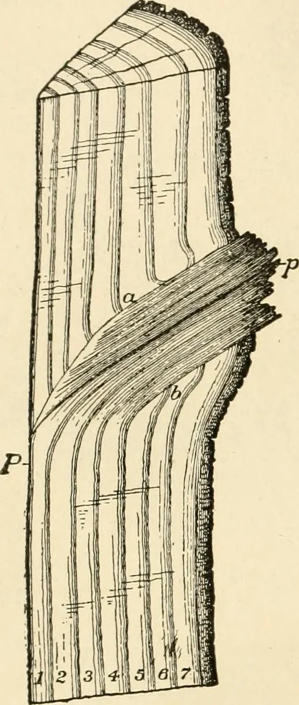 An illustration from Building construction and superintendence, by F.E. Kidder ..., 1896, leaf 17