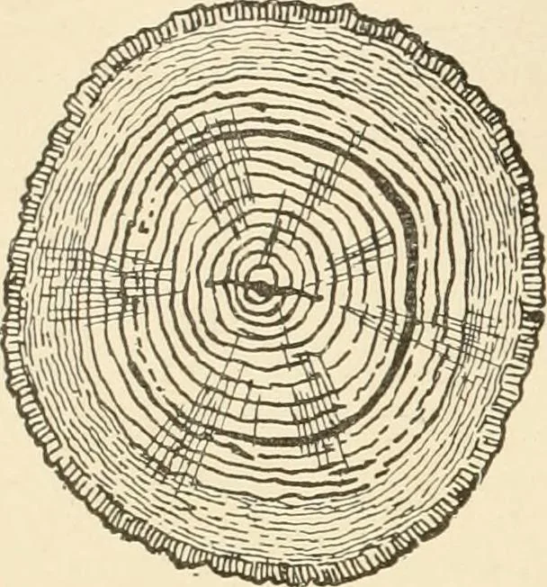 An illustration from Building construction and superintendence, by F.E. Kidder ..., 1896, leaf 29