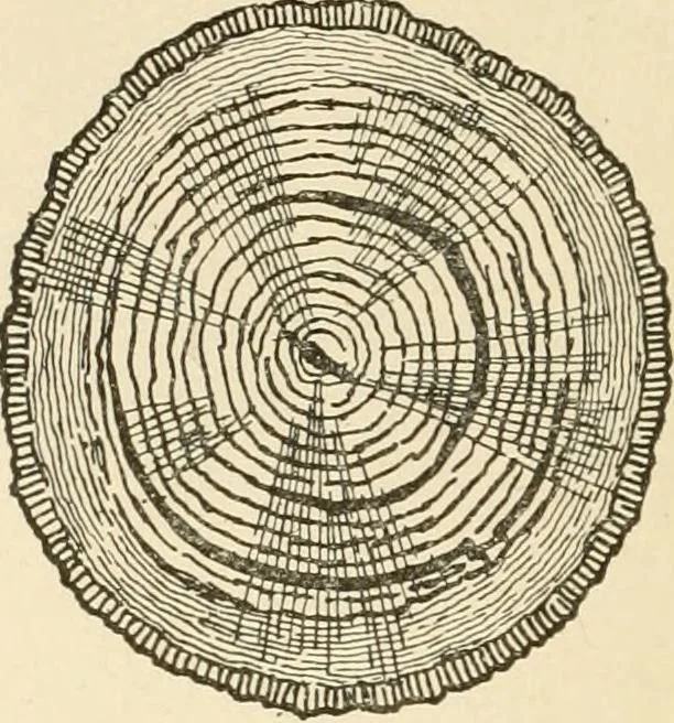 An illustration from Building construction and superintendence, by F.E. Kidder ..., 1896, leaf 29