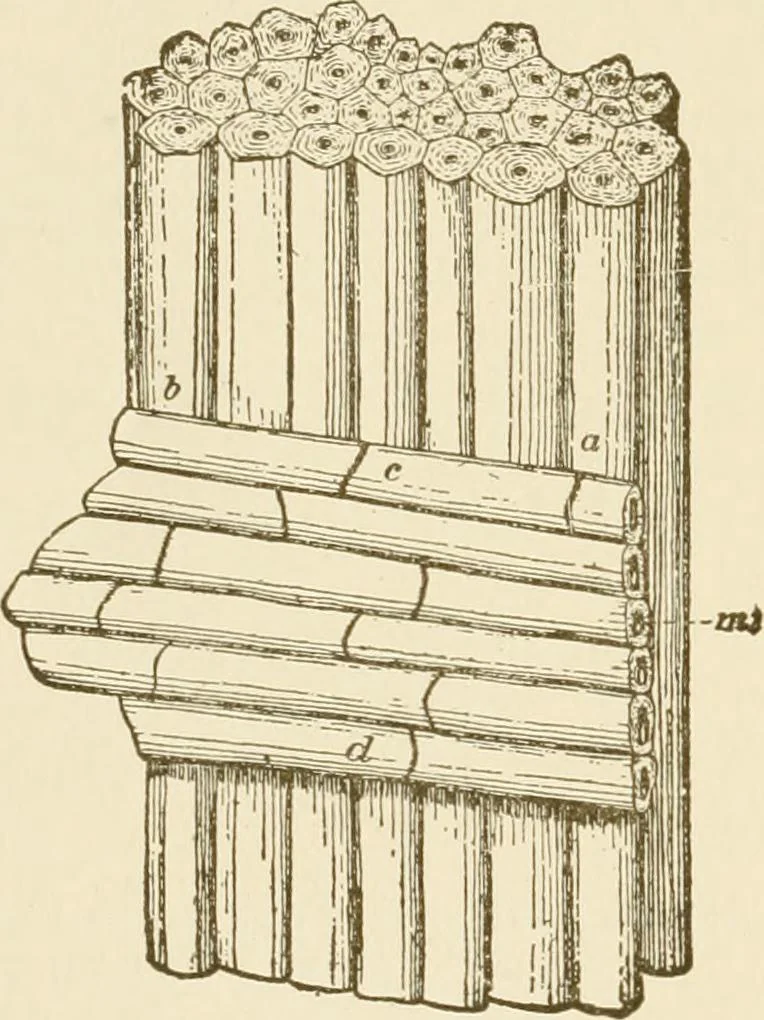 An illustration from Building construction and superintendence, 1909, leaf 13