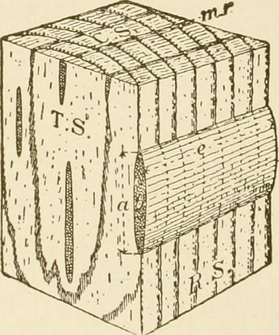 An illustration from Building construction and superintendence, 1909, leaf 13