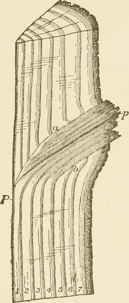An illustration from Building construction and superintendence, 1909, leaf 17