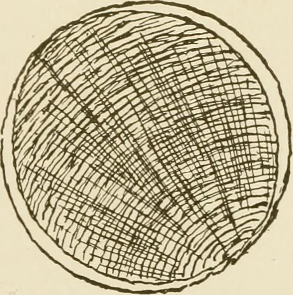 An illustration from Building construction and superintendence, 1909, leaf 26