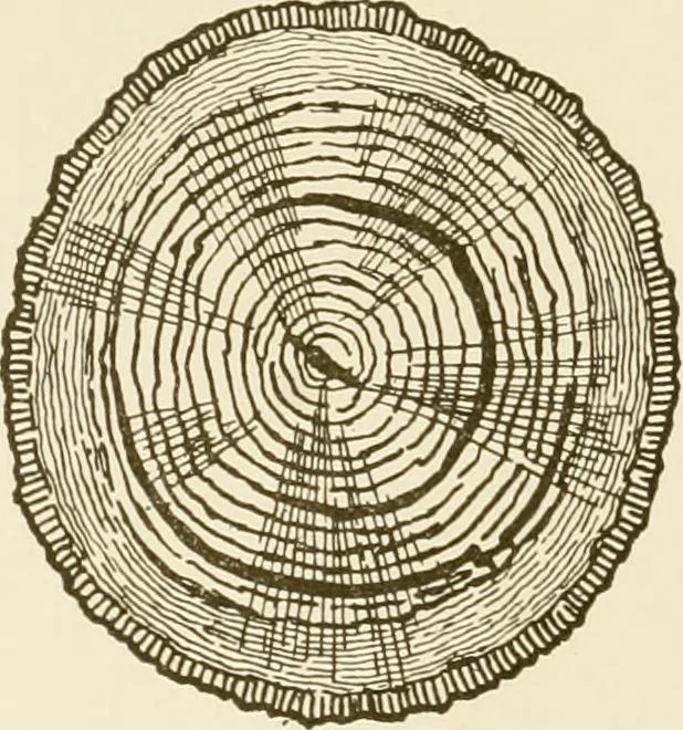 An illustration from Building construction and superintendence, 1909, leaf 29