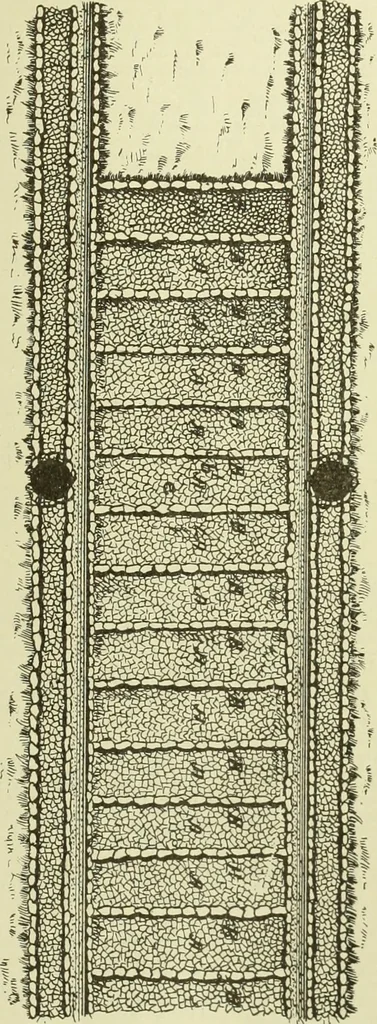 An illustration from Buildings, 1922, leaf 294