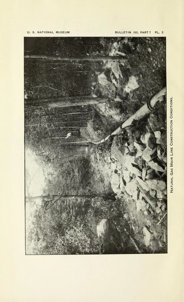 An illustration from Bulletin - United States National Museum, 1877, leaf 370