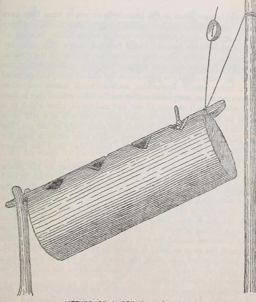 An illustration from Bulletin, 1901, leaf 117
