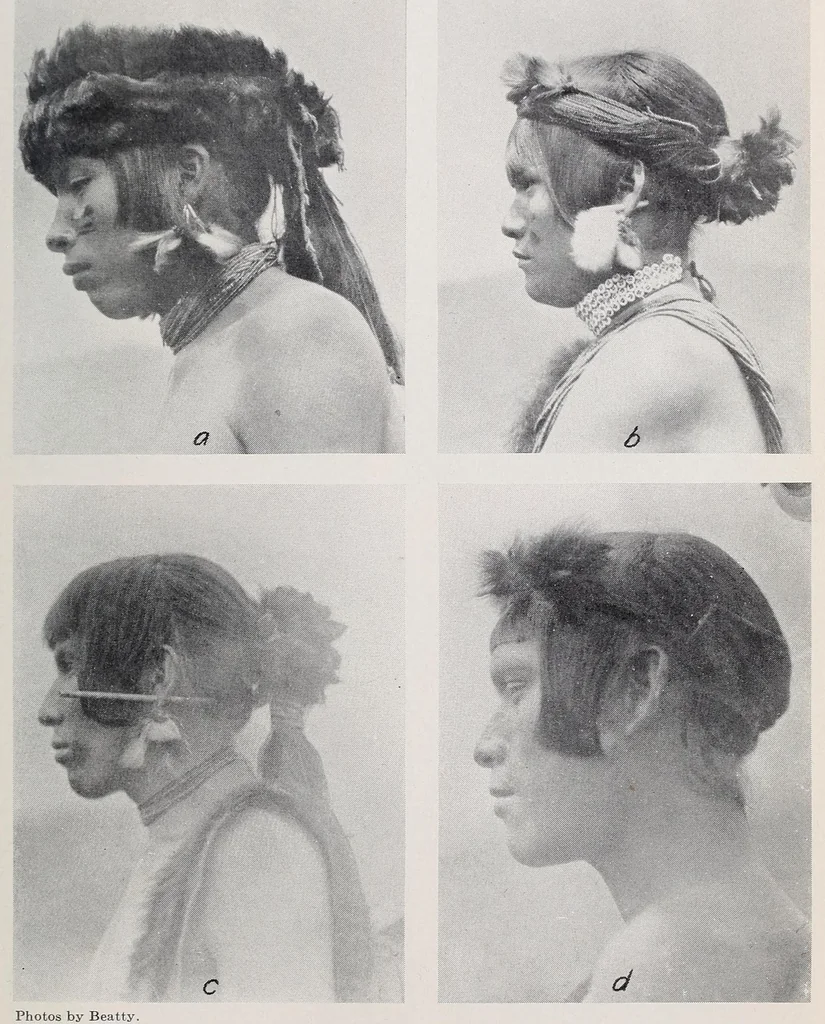 An illustration from Bulletin, 1901, leaf 177