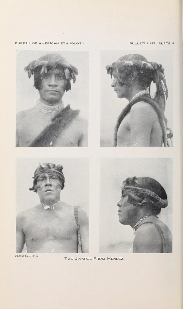 An illustration from Bulletin, 1901, leaf 180