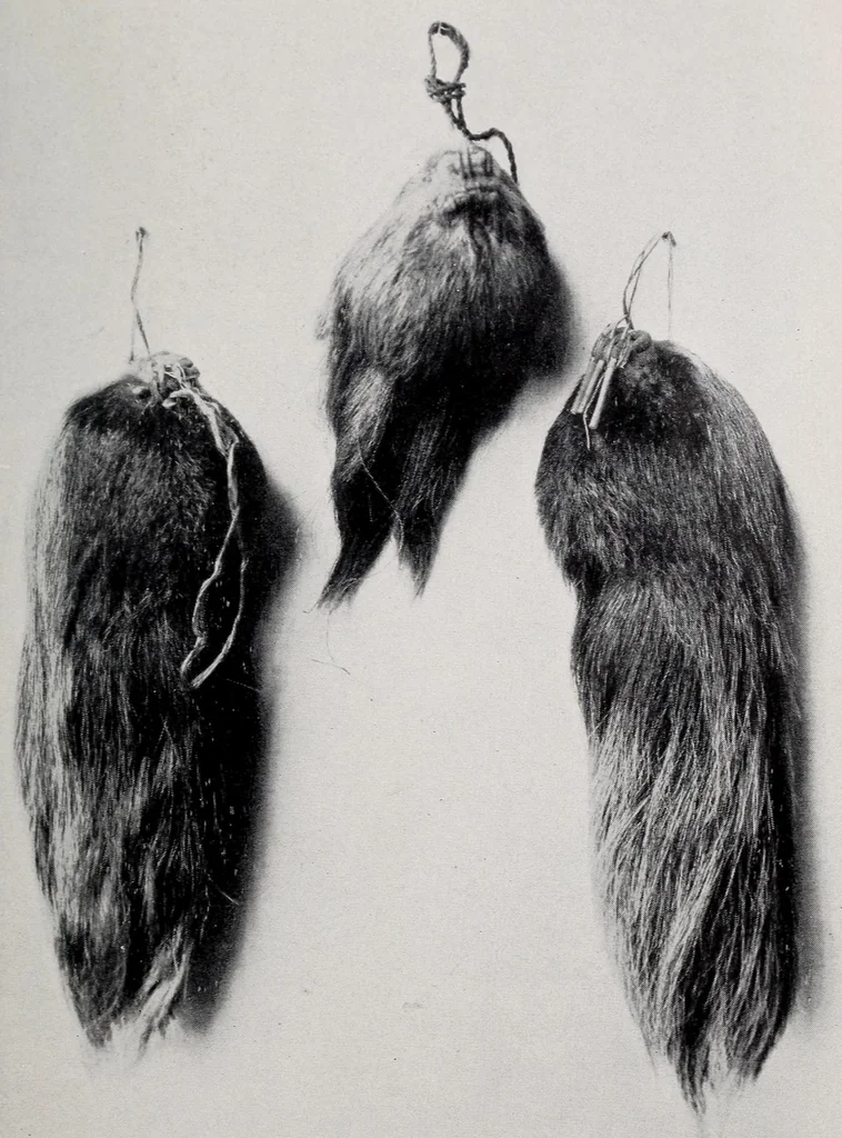 An illustration from Bulletin, 1901, leaf 205