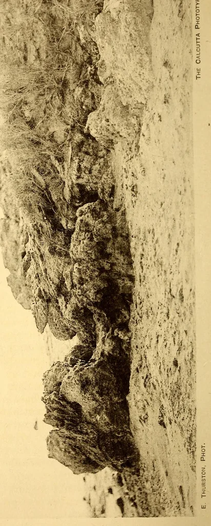 An illustration from Bulletin, 1894, leaf 138