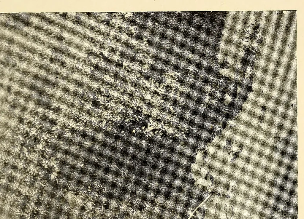 An illustration from Bulletin, 1894, leaf 261