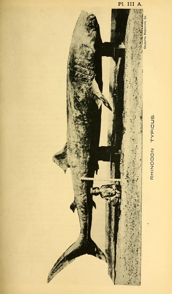 An illustration from Bulletin, 1894, leaf 55