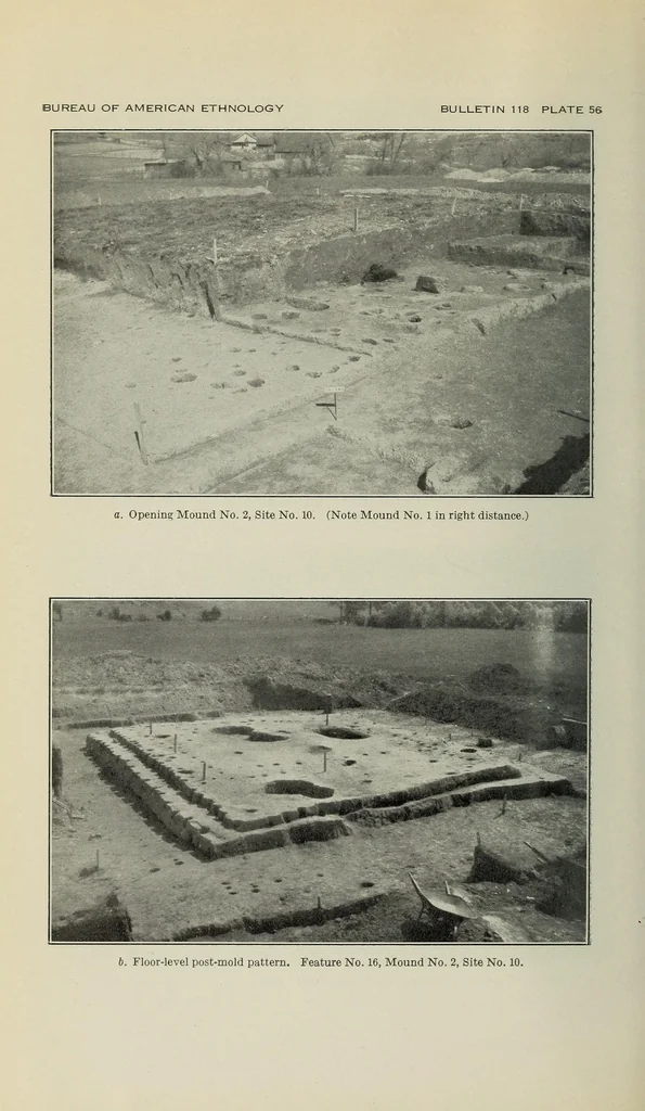 An illustration from Bulletin, 1901, leaf 204