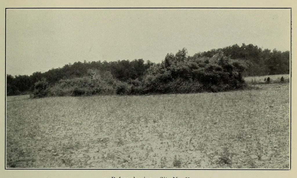 An illustration from Bulletin, 1901, leaf 343
