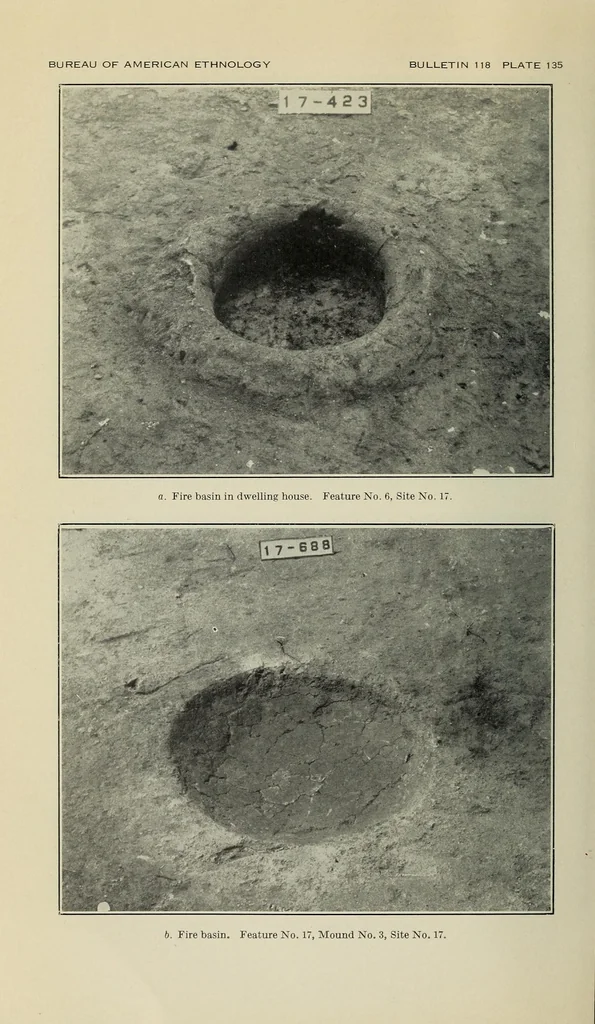An illustration from Bulletin, 1901, leaf 372