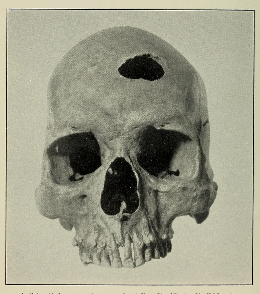 An illustration from Bulletin, 1901, leaf 434