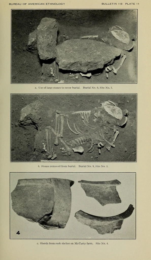 An illustration from Bulletin, 1901, leaf 67