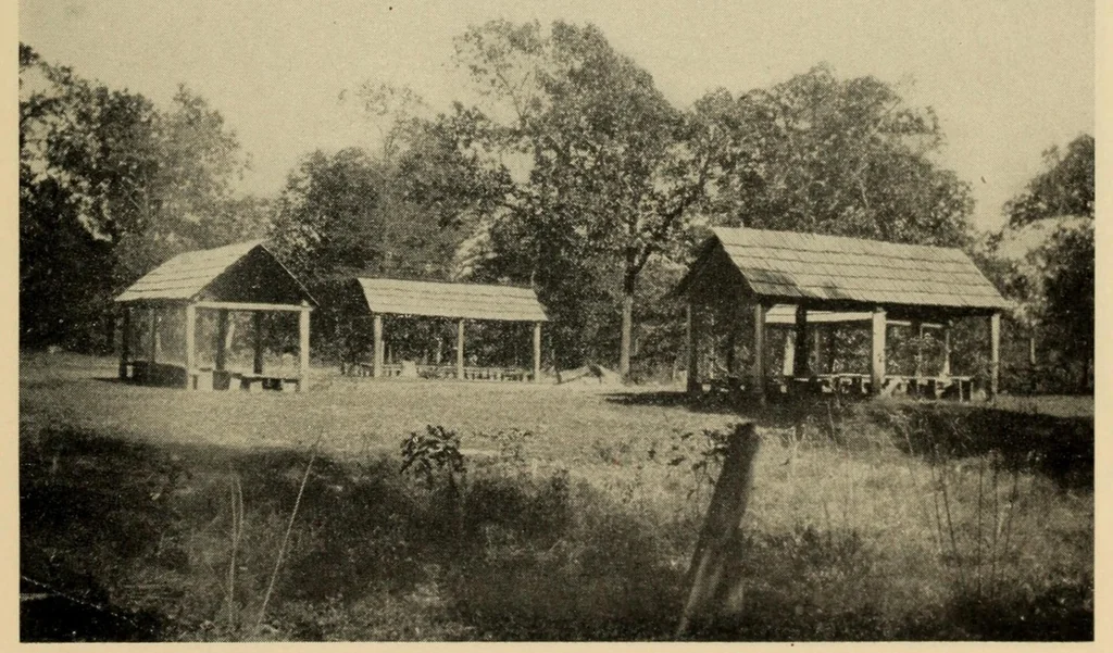 An illustration from Bulletin, 1901, leaf 1041