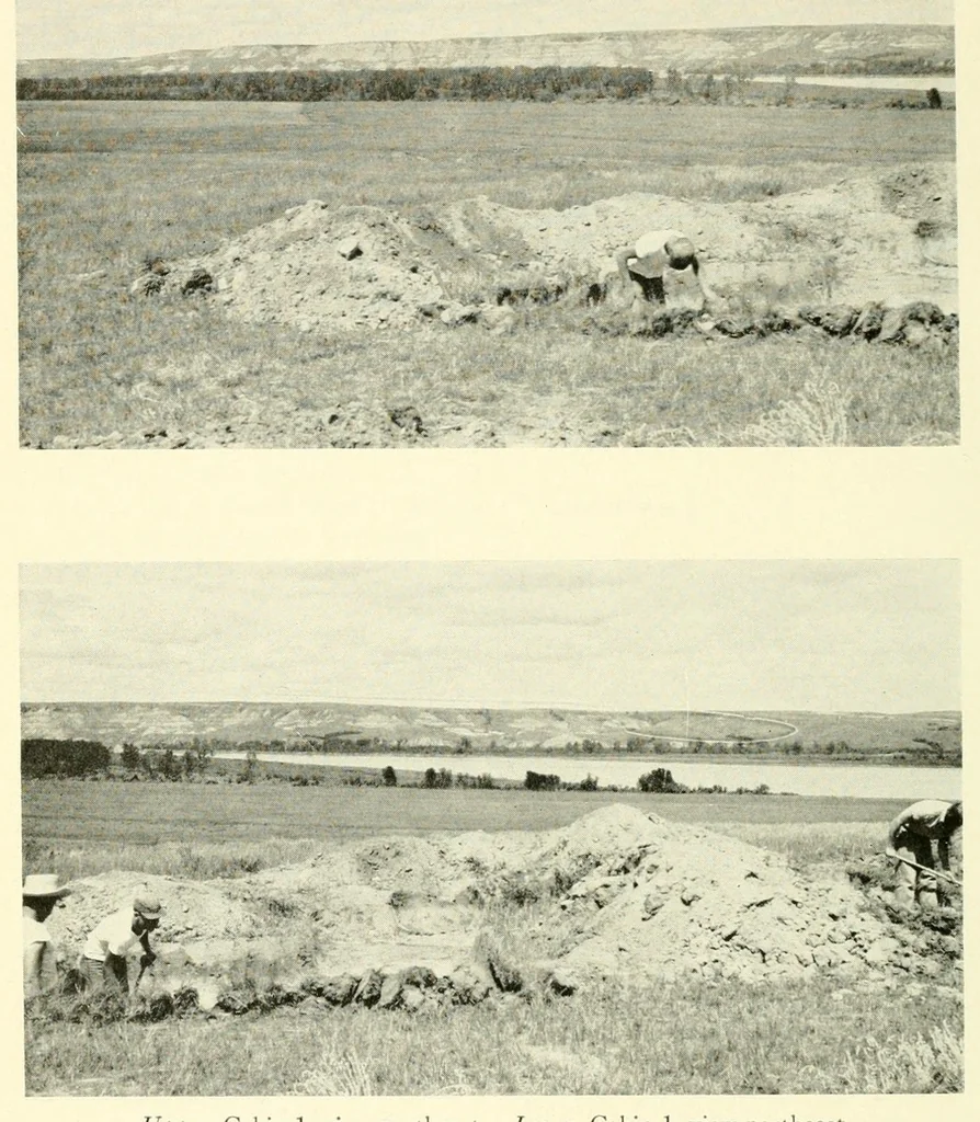 An illustration from Bulletin, 1901, leaf 214