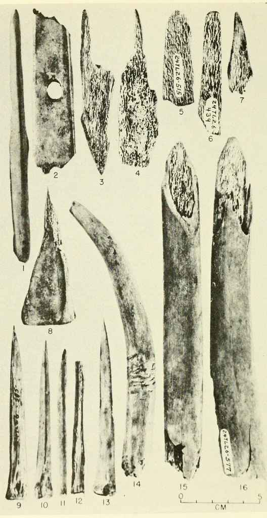 An illustration from Bulletin, 1901, leaf 344