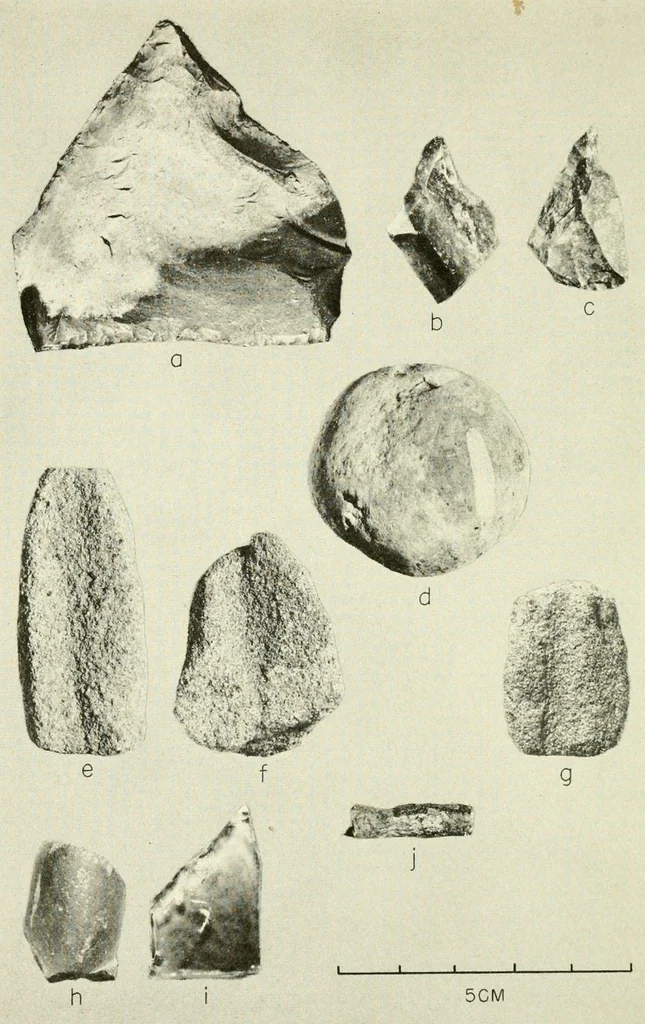 An illustration from Bulletin, 1901, leaf 414