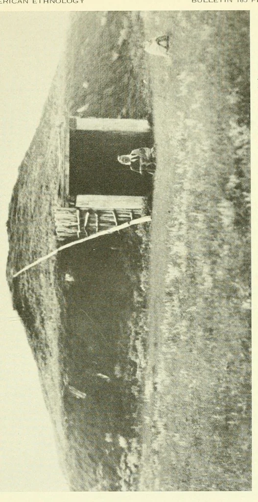 An illustration from Bulletin, 1901, leaf 77