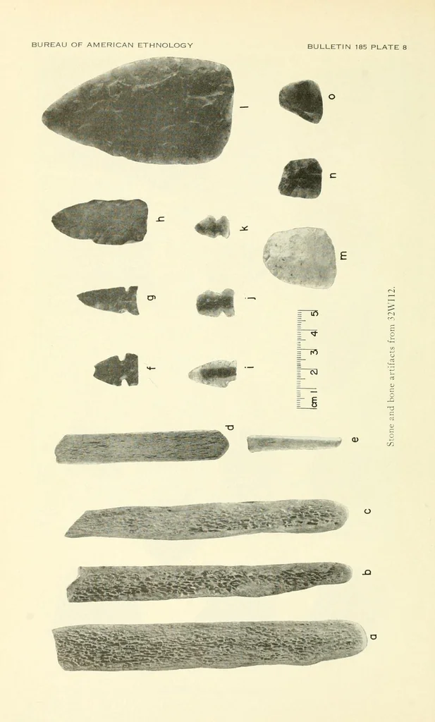 An illustration from Bulletin, 1901, leaf 84