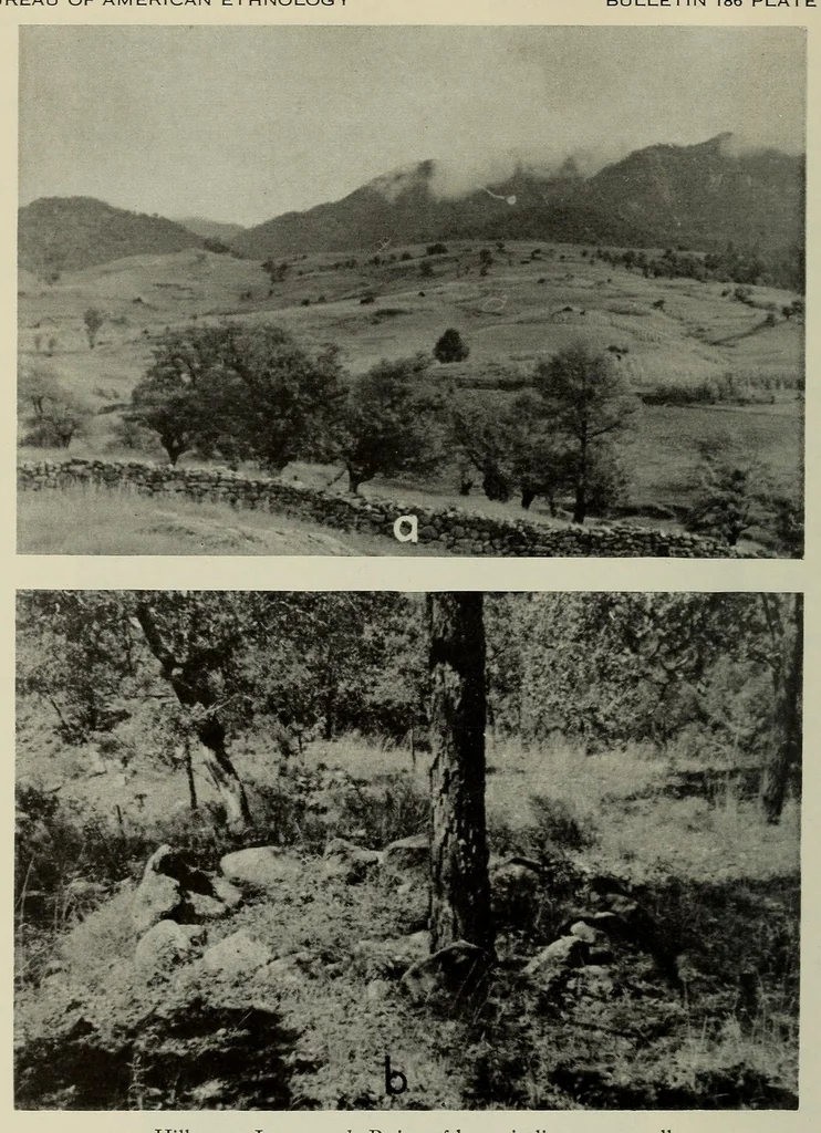 An illustration from Bulletin, 1901, leaf 184
