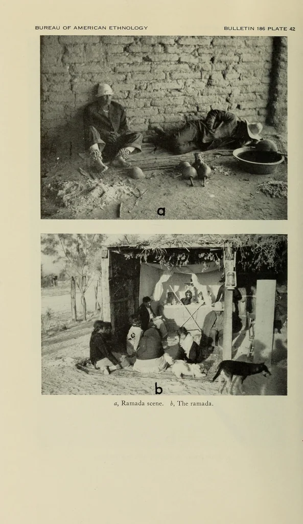 An illustration from Bulletin, 1901, leaf 264