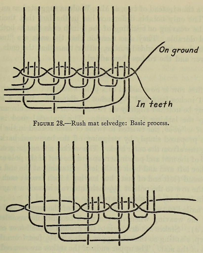 An illustration from Bulletin, 1901, leaf 297