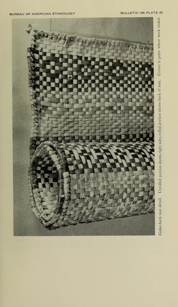 An illustration from Bulletin, 1901, leaf 343