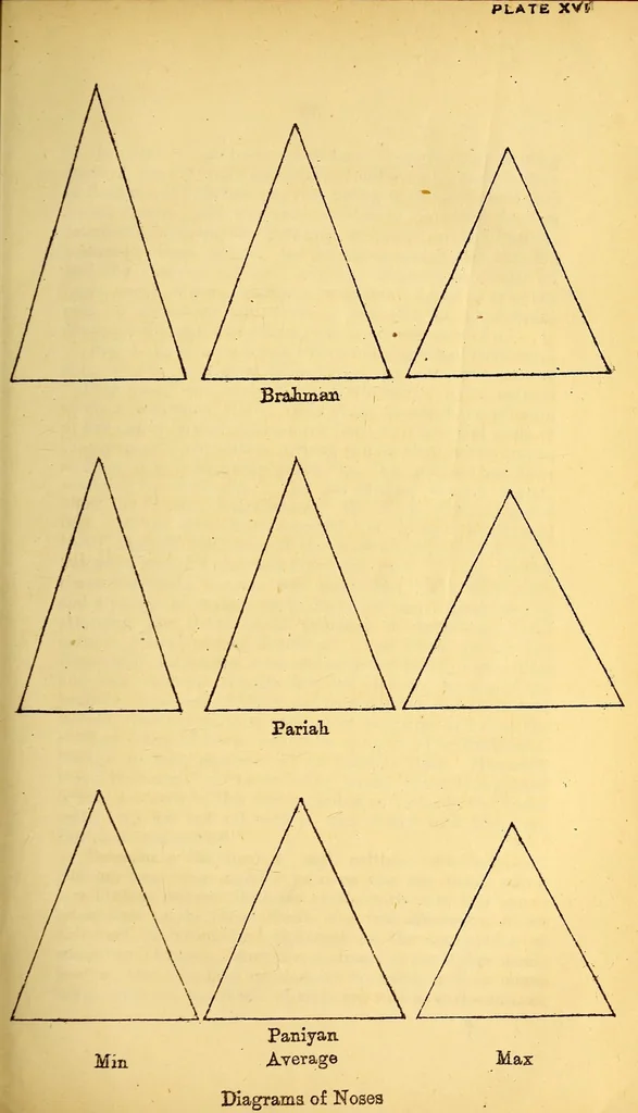 An illustration from Bulletin, 1894, leaf 103