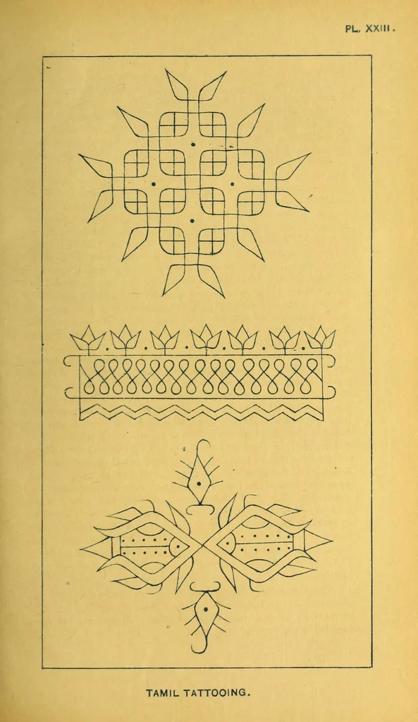 An illustration from Bulletin, 1894, leaf 183